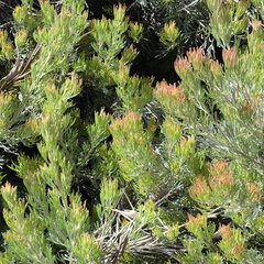 Adenanthos drummondii