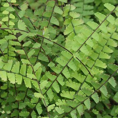 Adiantum capillus veneris fan dance