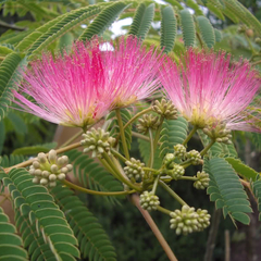 Albizia julibrissin