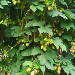 Humulus lupulus