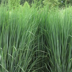 Panicum virgatum northwind