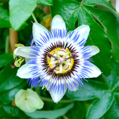 Passiflora caerulea