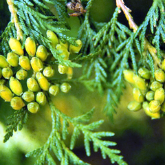 Thuja occidentalis