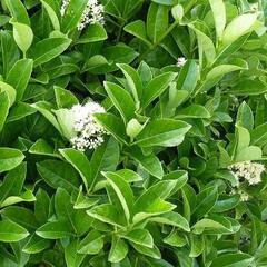 Viburnum odoratissimum